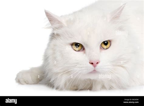 Angora cat hi-res stock photography and images - Alamy