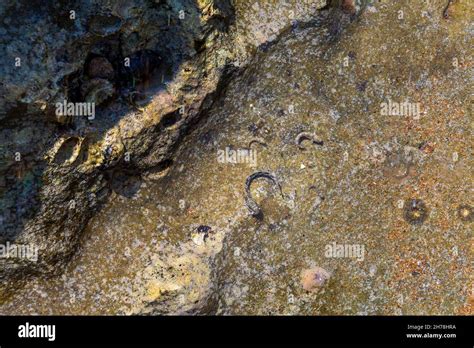 View of Chitons shell and Oyster fossil at the rocky shore or rockpool. It is a marine mollusc ...