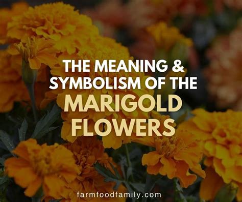 Marigold Flower Meaning and Symbolism: What the Colors Represent?