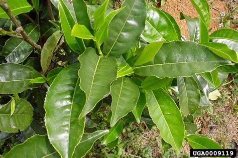 Factsheet - Camellia sinensis (Tea Plant)