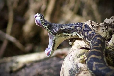 Will A Black Snake Bite You? • Support Wild