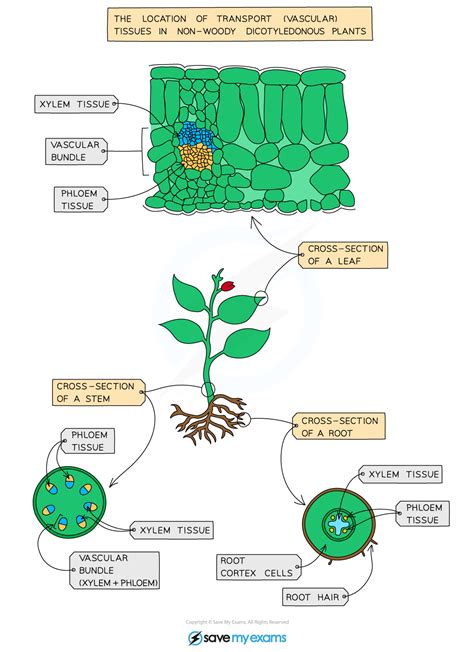 Xylem Phloem Microscope Slides Plant Cell Png