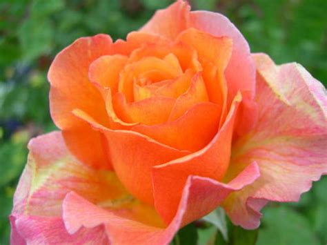 Roses For All Seasons: The Beauty of Hybrid Tea Roses