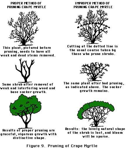 Pruning Crape Myrtle Trees Correctly - Tree Clipart Free