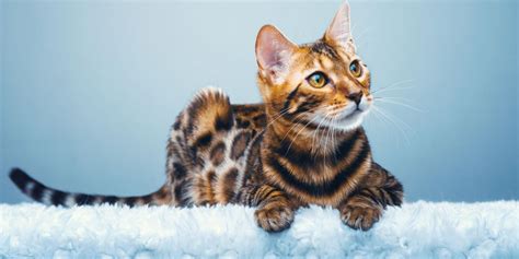 Hybrid Cat Breeds: 6 Crossbred Felines That Are Too Cute! - Cats.com