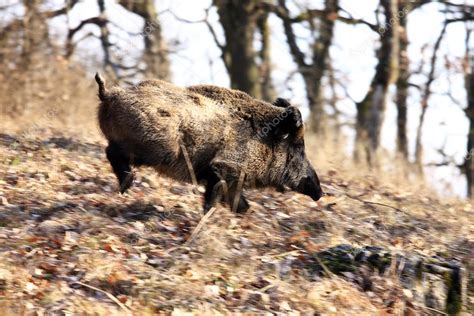 A big wild boar — Stock Photo © digoarpi #2626754