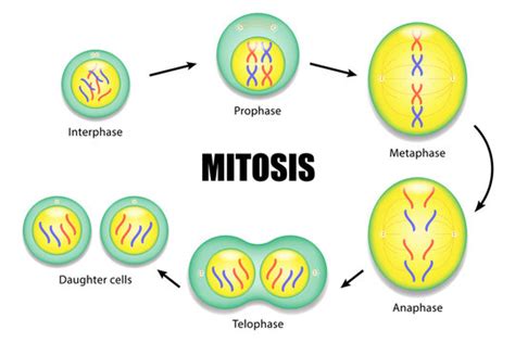 Metaphase Of Mitosis