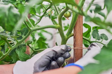 The Best Tomato Stakes For Healthy Tomato Plants - Minneopa Orchards