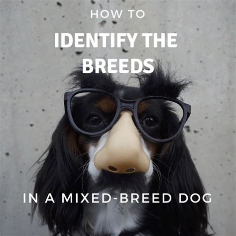 How to Identify the Breeds in a Mixed-Breed Dog | PetHelpful