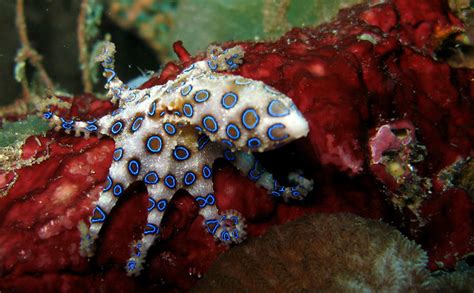 Blue Ringed Octopus near Bunaken, Indonesia | theresa.legler | Flickr