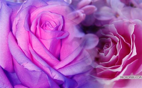 Pink And Purple Flower Backgrounds - Wallpaper Cave