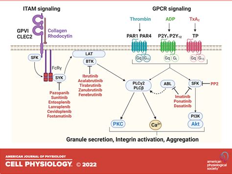 Adverse Effects Of Tyrosine Kinase Inhibitors In Cancer, 43% OFF