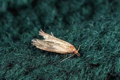 Clothes Moths Identification Guide | Learn More About Clothes Moths