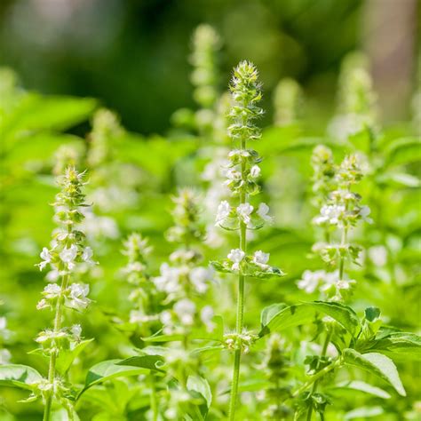 Basil Floral Spires White seeds - Ocimum basilicum – Garden Seeds Market