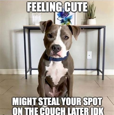 The 15 Funniest Pitbull Memes of the Week! | Page 3 of 3 | PetPress