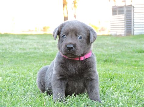 Silver Lab Puppies for Sale – 1-20-2020 – Silver Labs for Sale – Dog ...