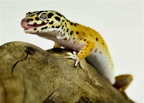 What is the best leopard gecko habitat setup? – Childhoodpets.com