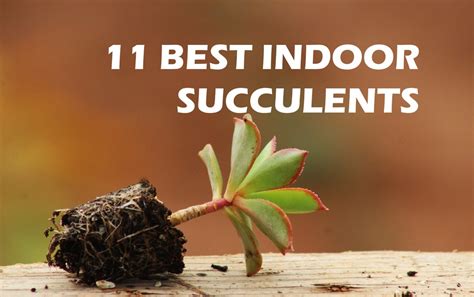 11 BEST INDOOR SUCCULENTS - Plants Bank