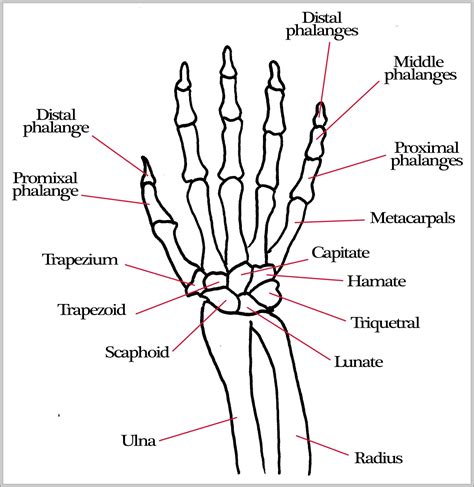 bones diagram – Graph Diagram