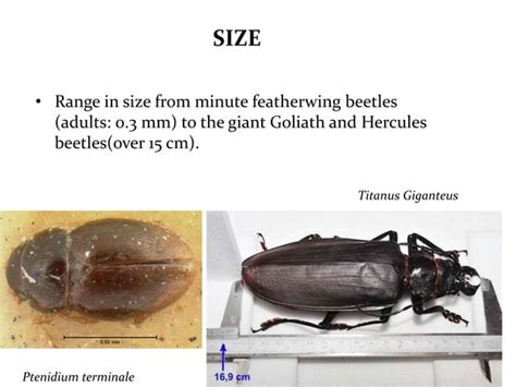 Classification of insects | PPT