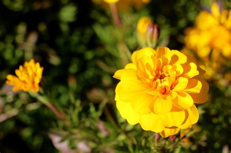 Mexican Marigold Flower Plant - Free photo on Pixabay - Pixabay