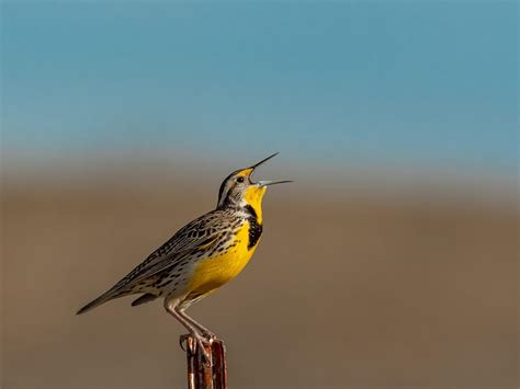 What is the State Bird of Kansas? (And Why?) | Birdfact