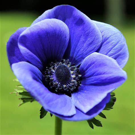 Anemone Blue Poppy Bulbs | Anemone with Black Center | Anemone ...