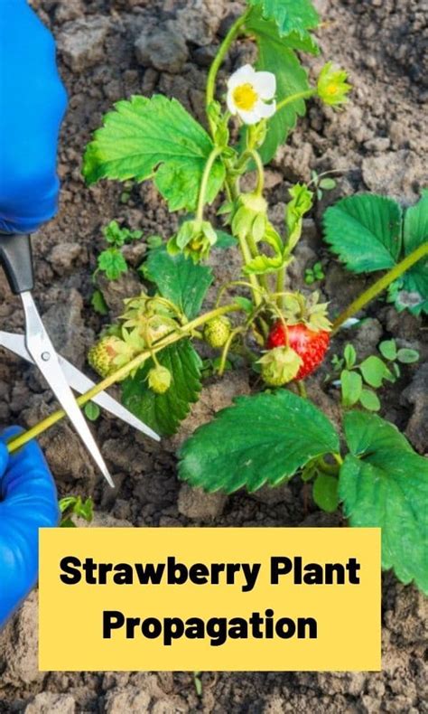 Strawberry Plant Propagation: The Definitive Guide (Updated 2022)