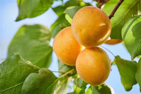 The Chinese Apricot Tree - Minneopa Orchards