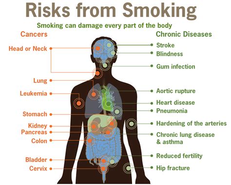 Effects of Smoking on the Body | SERP