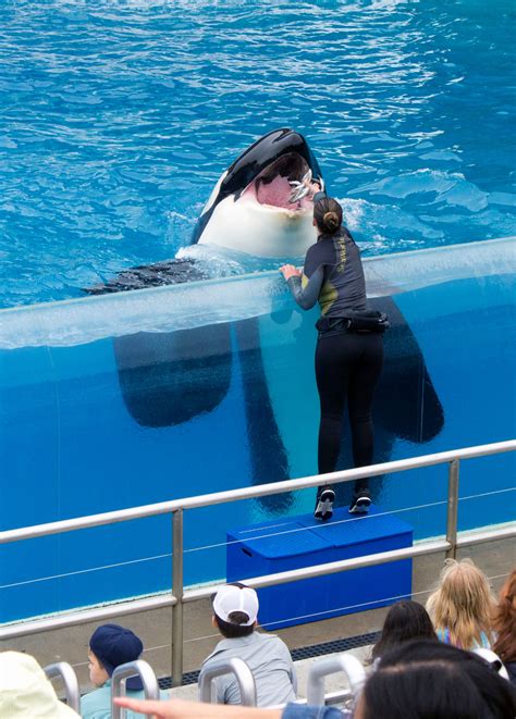 New killer whale show premieres at SeaWorld San Diego – Orange County ...