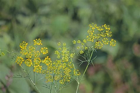 Fennel Varieties Sweet Florence Finocchio And Foeniculum Vulgare Photo Background And Picture ...