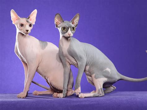 Kumpulan Ikan 2000: Sphynx Cat Wallpapers