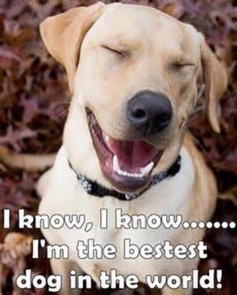 11 Funny Labrador Memes That Will Make Your Day!