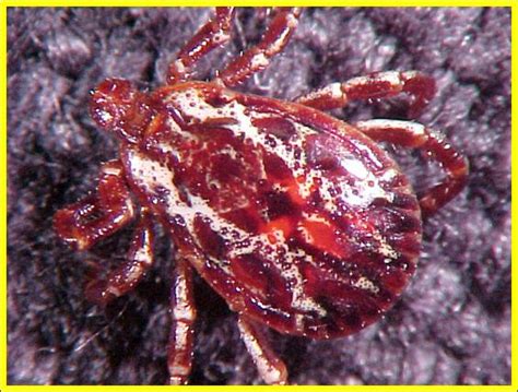 American dog tick - Plant & Pest Diagnostics