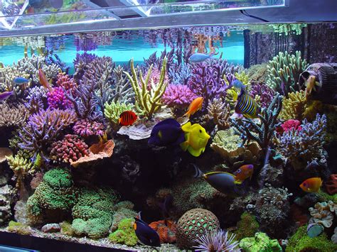 A Beginner’s Guide: How Reef Fish Balance the Ecosystem | Beginners ...