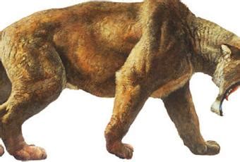 New Sabertooth Tiger Fossil Found - Paperblog