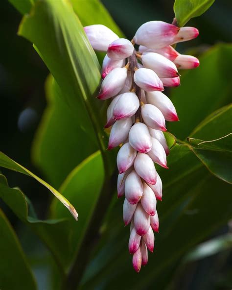 Ginger Plants Flowers - Plants BW