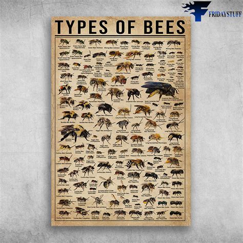 Bee Species Types Of Bees Different Types Of Bees - FridayStuff