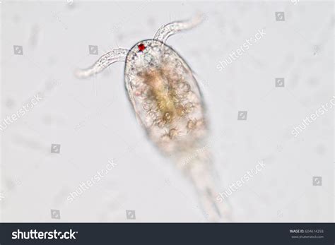 Copepod Zooplankton Freshwater Marine Under Microscope Stock Photo ...