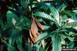 Loquat Diseases