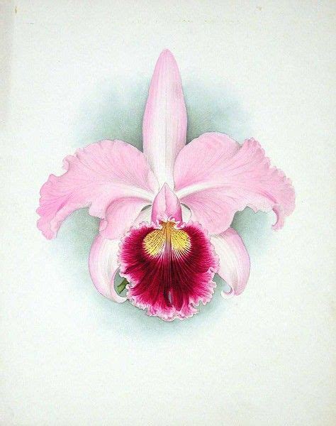 Drawing Cattleya Orchid Tattoo | Orchid Flowers