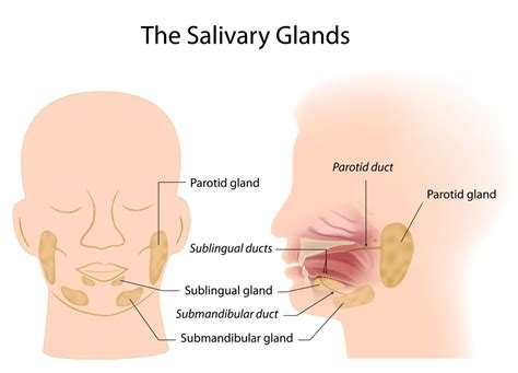 parotid-glands-and-salivary-glands - Fort Worth ENT & Sinus