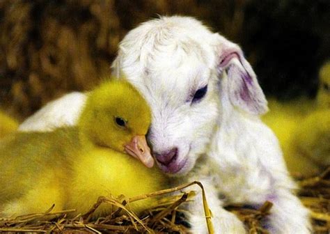 Baby Animals Hugging Each Other