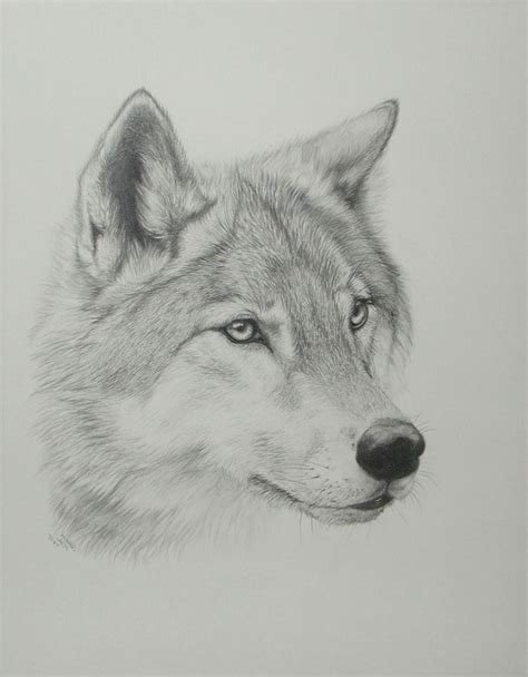 wolf drawing easy realistic - Val Grenier