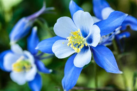 Columbine Flowers: Planting, Growing, and Caring for Columbines