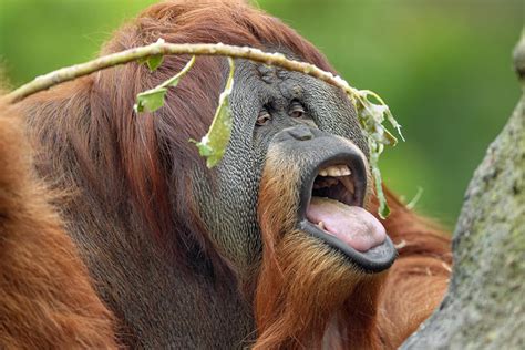 Orangutan Food Chain