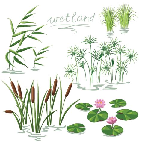 Wetlands: Plants Educational Resources K12 Learning, World, Geography Lesson Plans, Activities ...