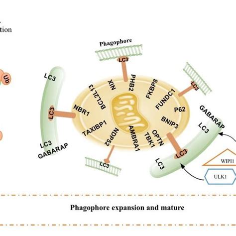 Schematic of mitophagy machinery: Mitophagy pathway comprises ...