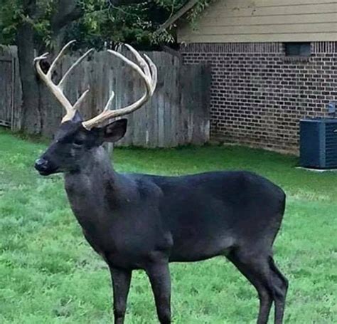 Melanistic deer the odds on encountering this rare color phase – Artofit